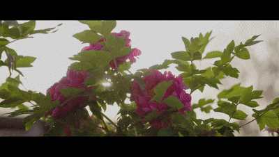 67891188031dc.gif