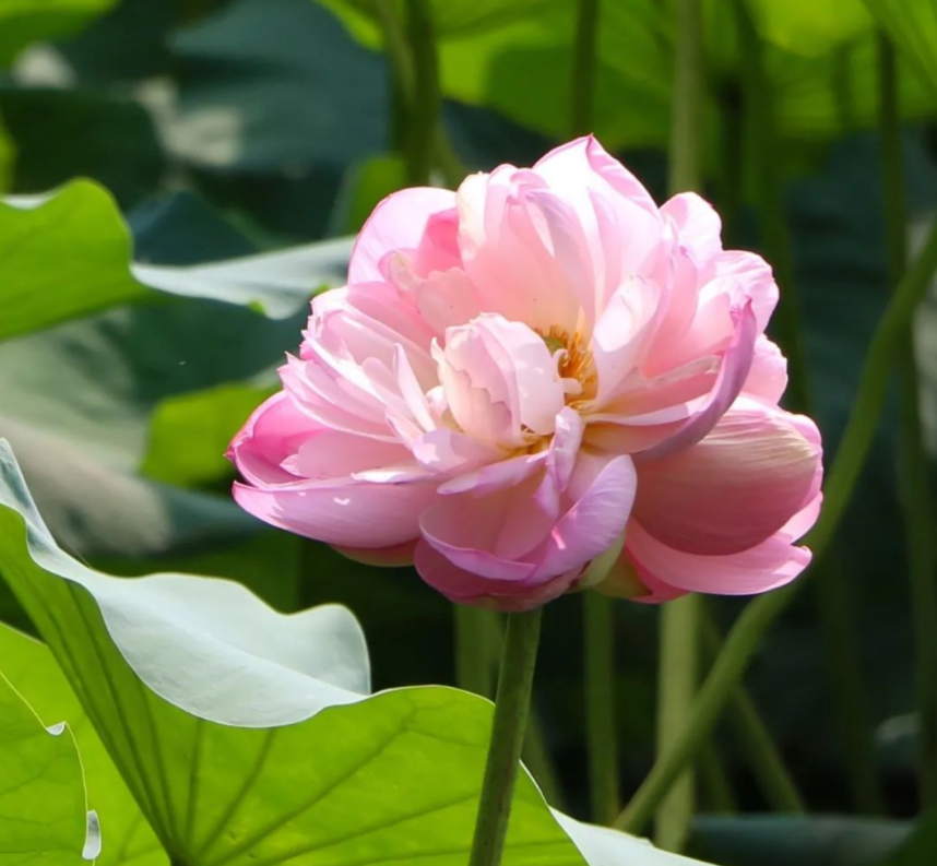 61110312a249a.png