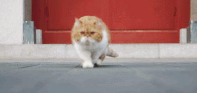 5d5e43b53819d.gif